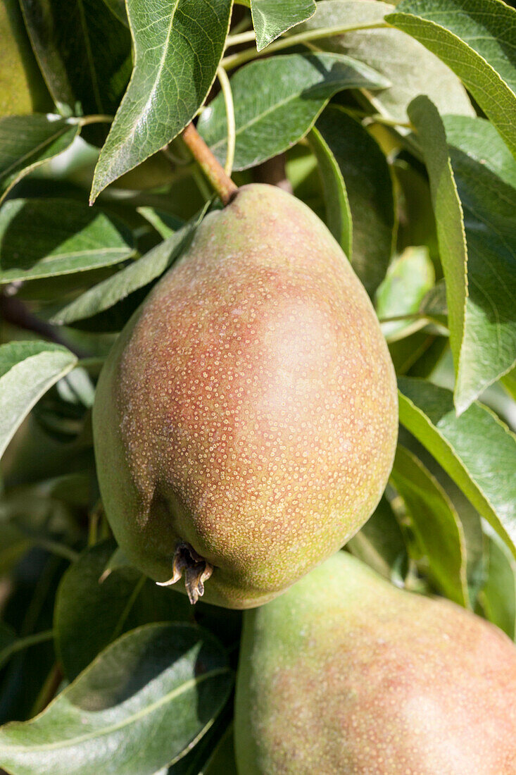 Pyrus communis 'Delicious of Charneux