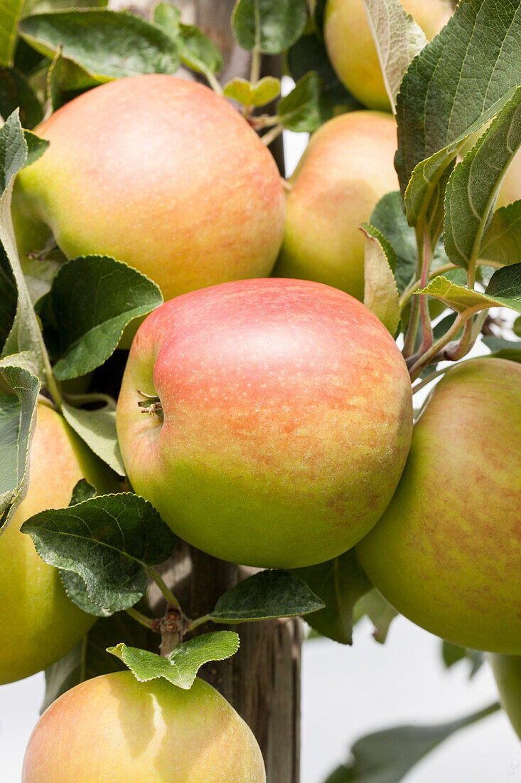 Malus domestica 'Peach-red summer apple