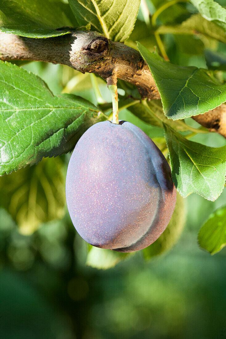 Prunus domestica 'Jubiläum'