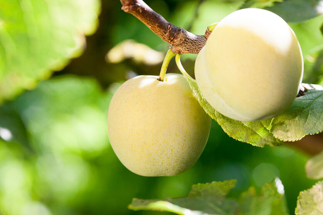 Prunus domestica 'Reine Claude d'Oullins'.