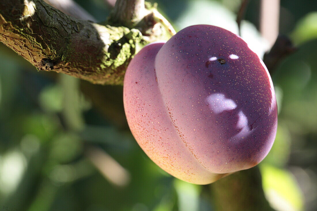 Prunus domestica 'Avalon'.
