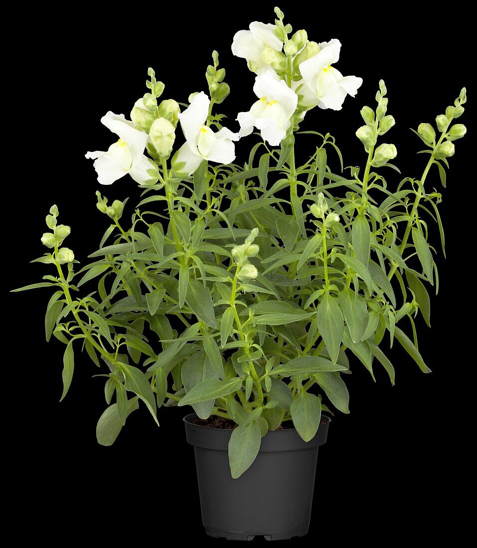 Antirrhinum majus, weiß