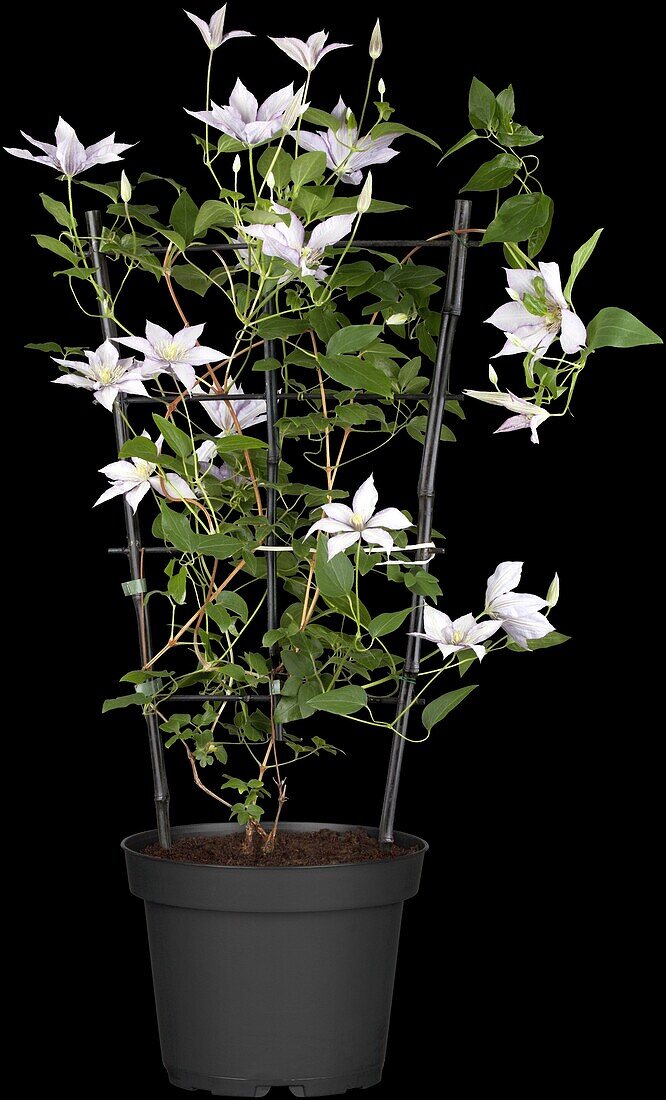 Clematis Samaritan Jo