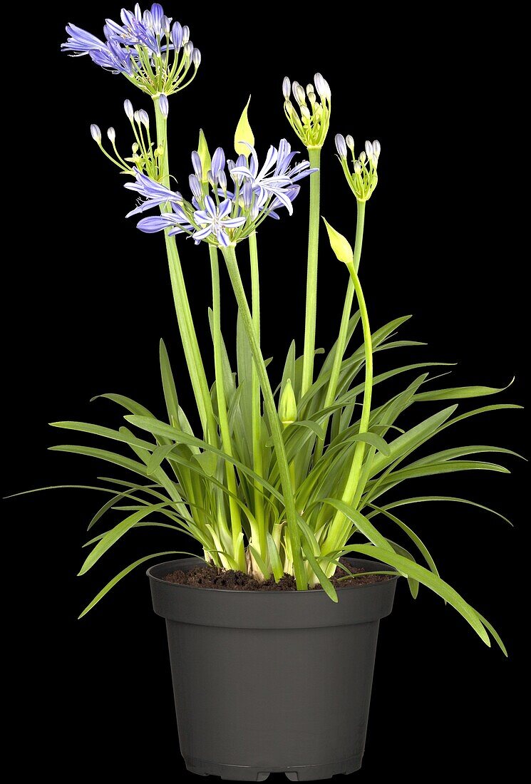 Agapanthus africanus 'Charlotte