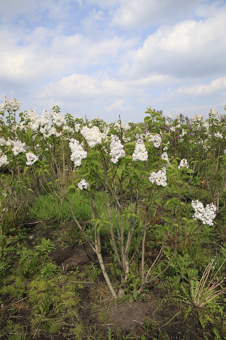 Syringa vulgaris Princesse Sturdzu