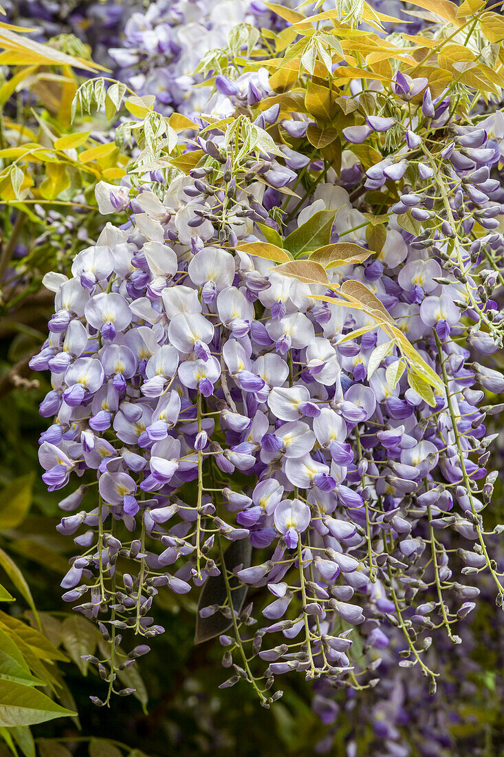 Wisteria sinensis Prematura