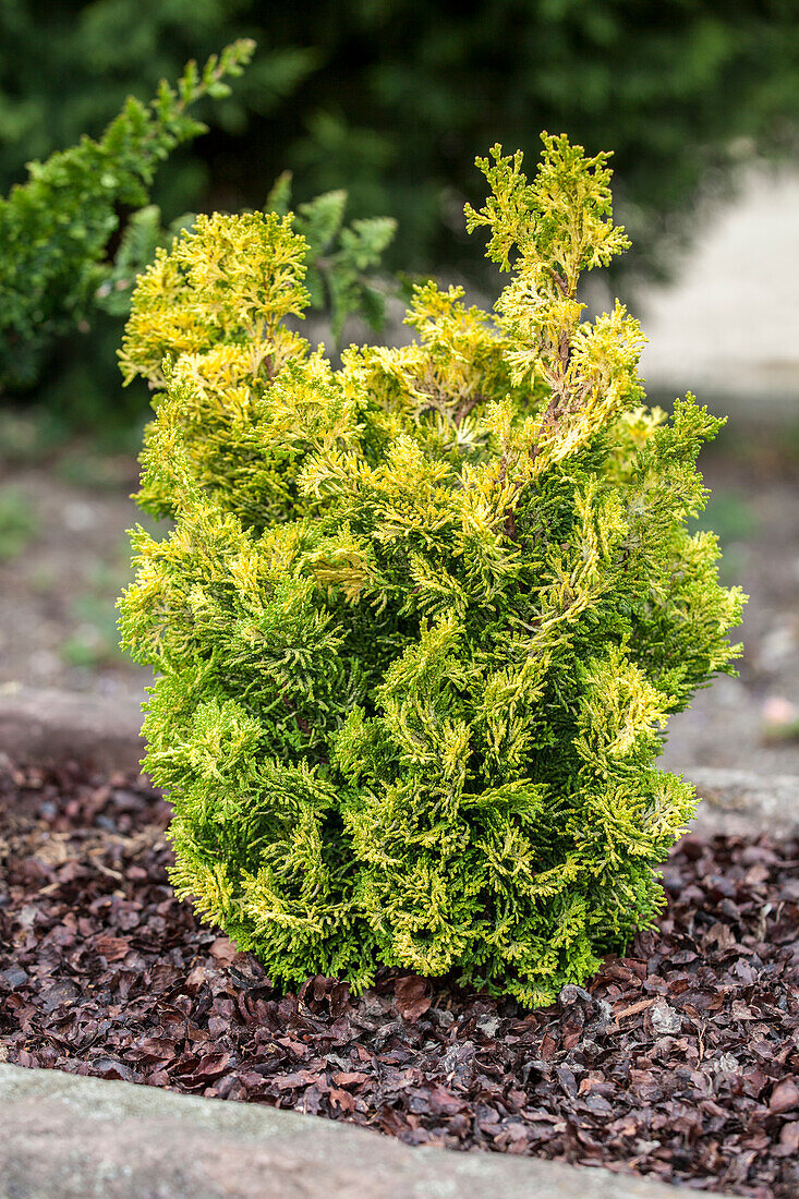 Chamaecyparis obtusa 'Meroke Twin'