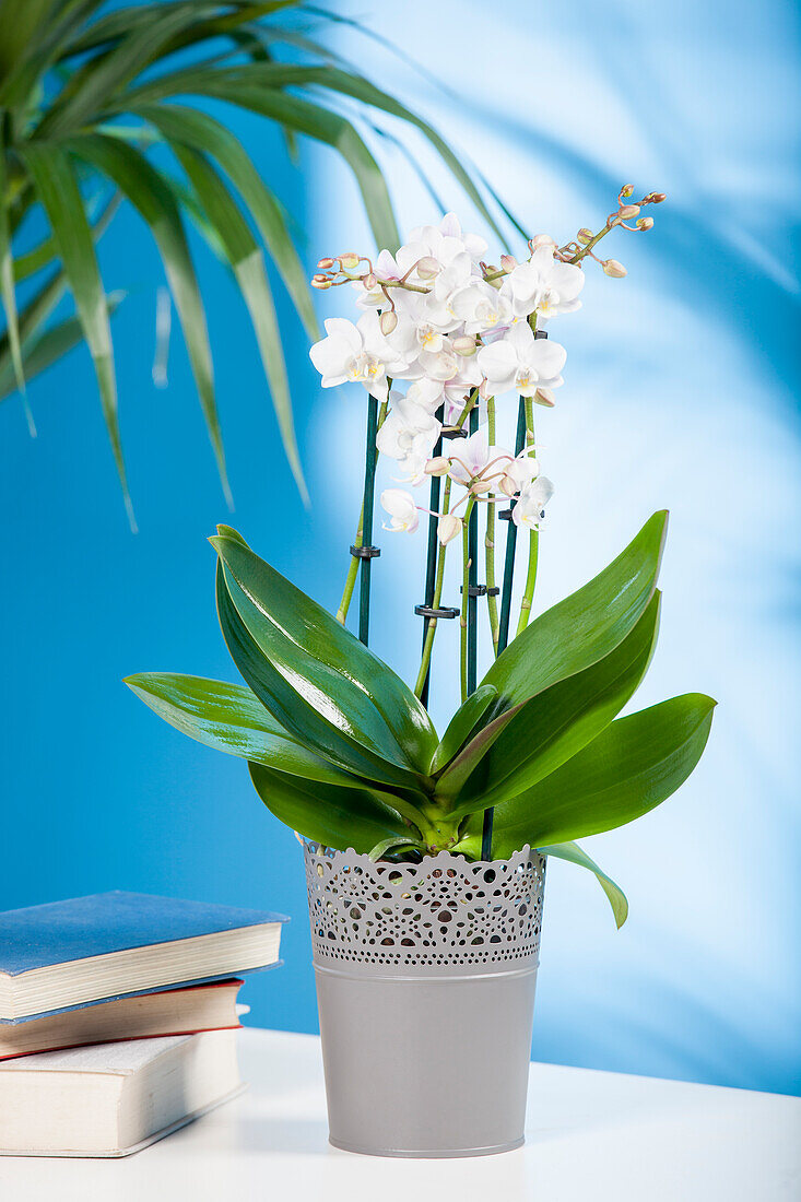 Phalaenopsis, white