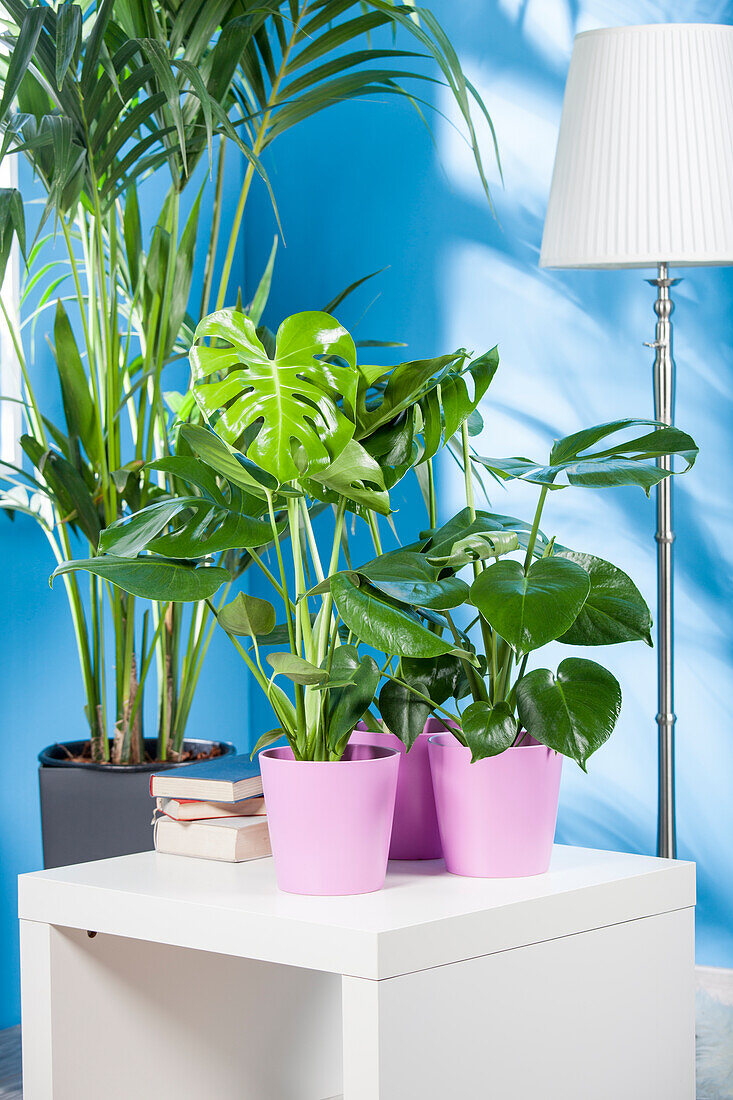 Green plant mix with Monstera