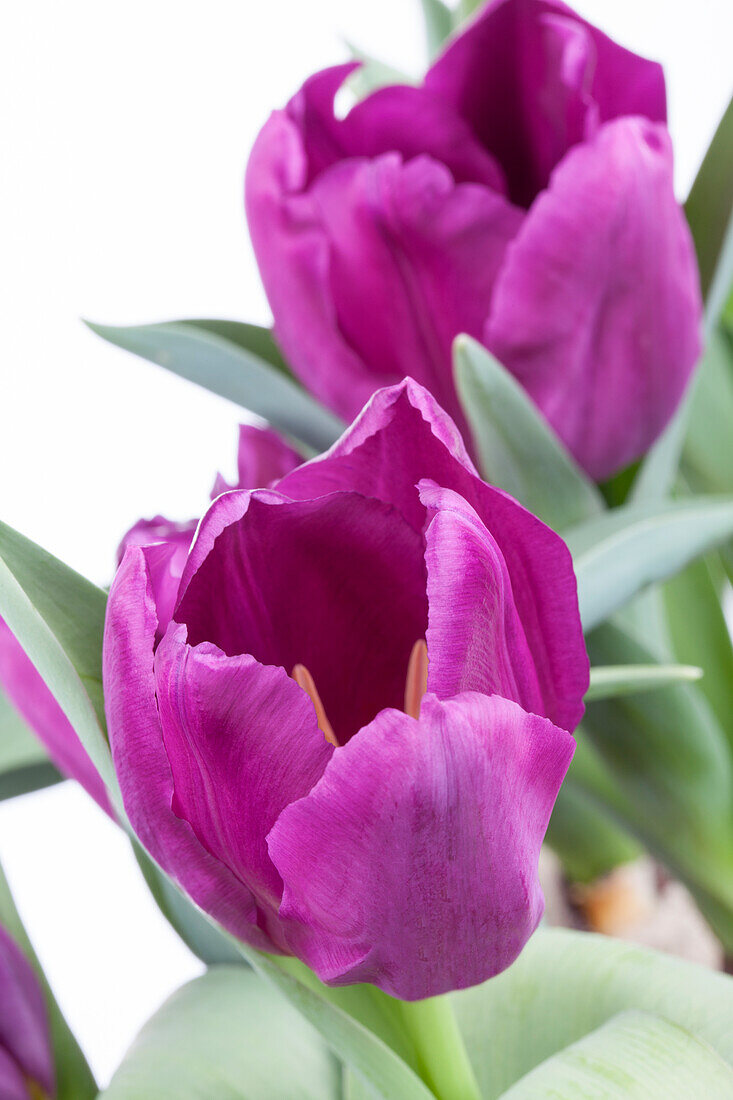 Tulipa 'Singapore