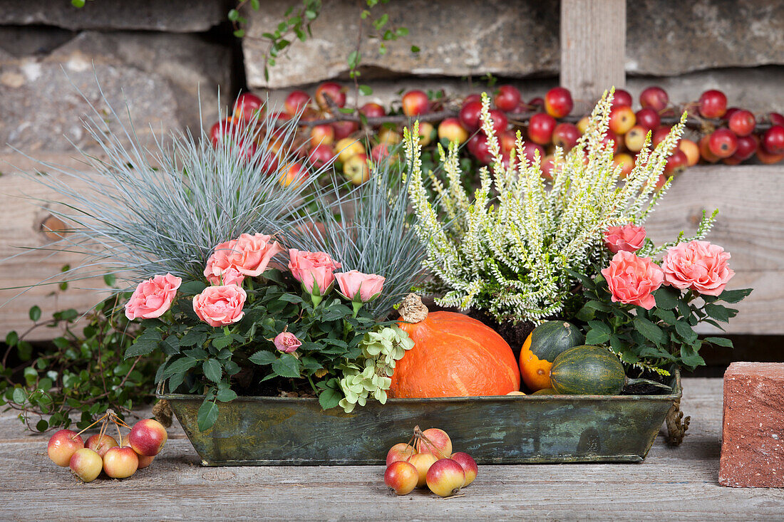 Herbstliches Ambiente mit Rosa