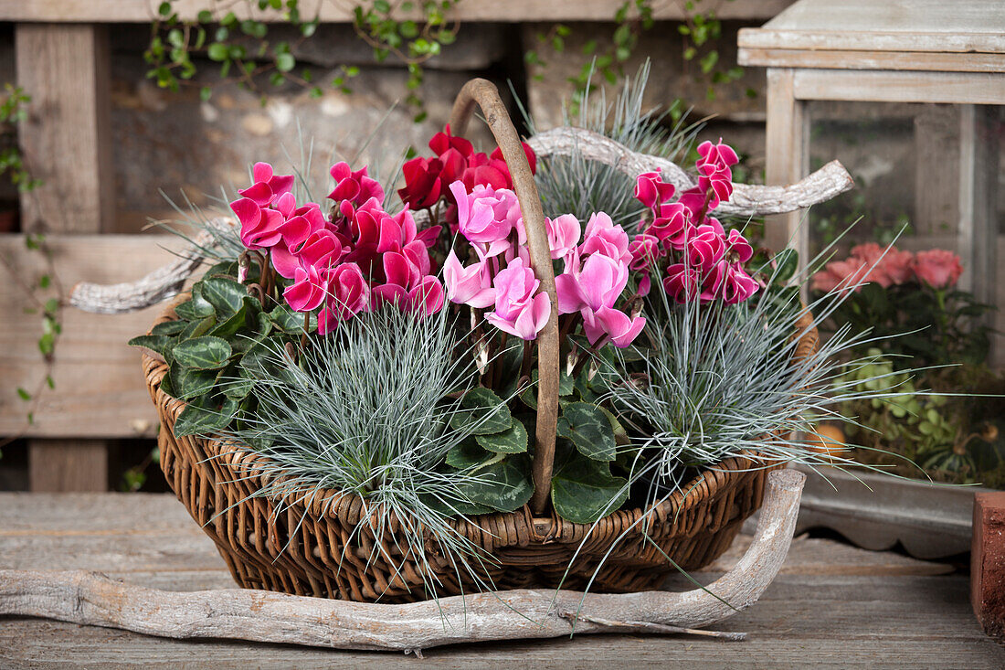 Korb mit Cyclamen