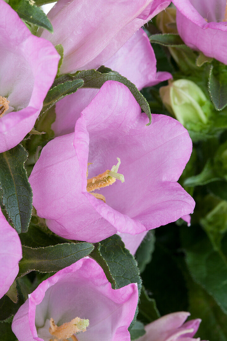 Campanula medium, pink