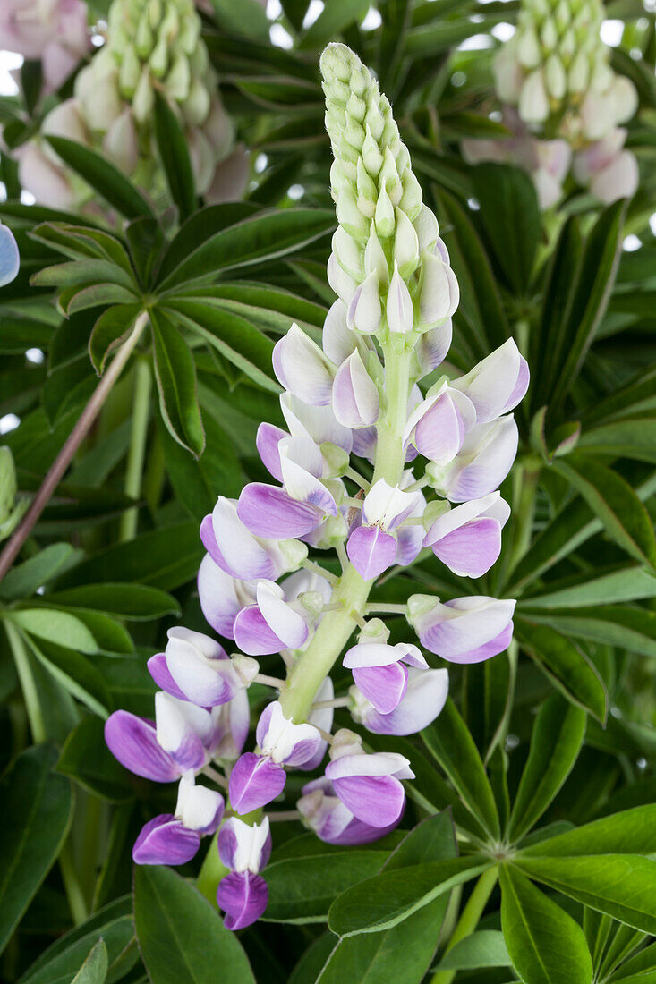 Lupinus polyphyllus, violett