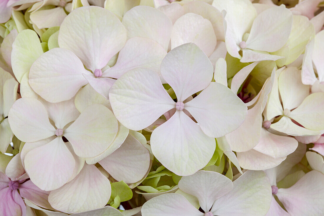 Hydrangea marophylla, weiß