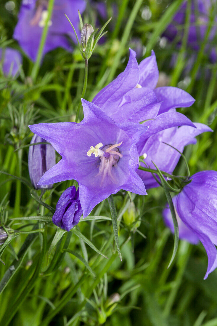 Campanula rotundifolia