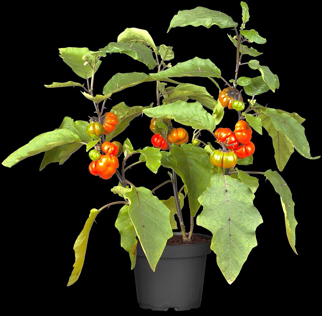 Solanum 'Halloweenchen