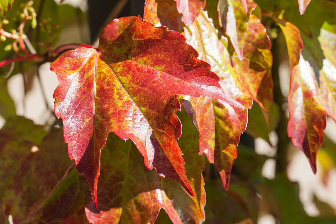 Vitis vinifera