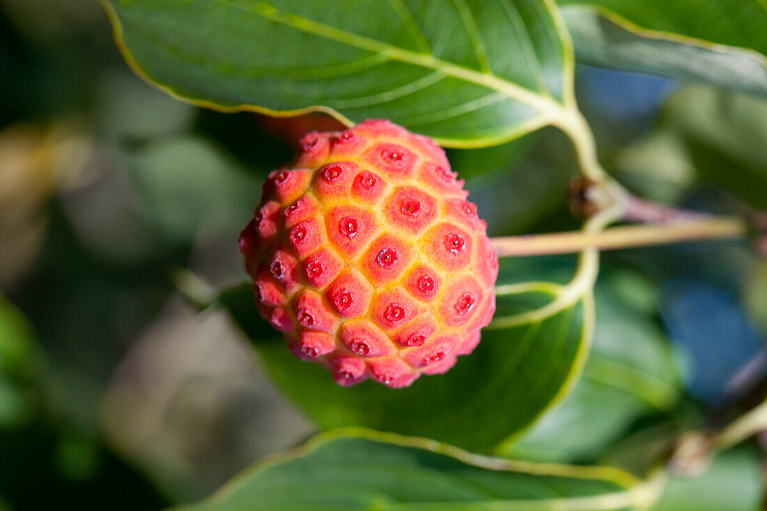 Cornus kousa chinensis 'China Girl'