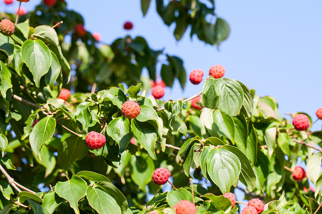 Cornus kousa chinensis 'Kreuzdame'