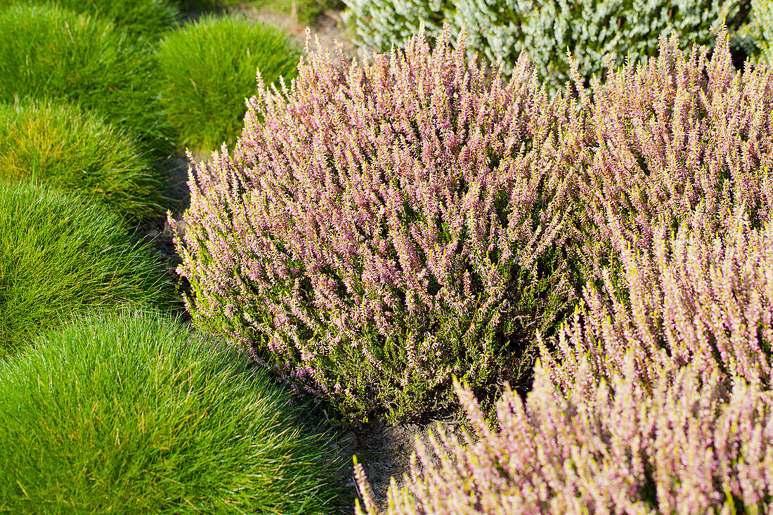 Calluna vulgaris Gardengirls® 'Theresa'