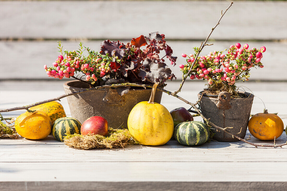 Cucurbita pepo, Gaultheria mucronata, Heuchera