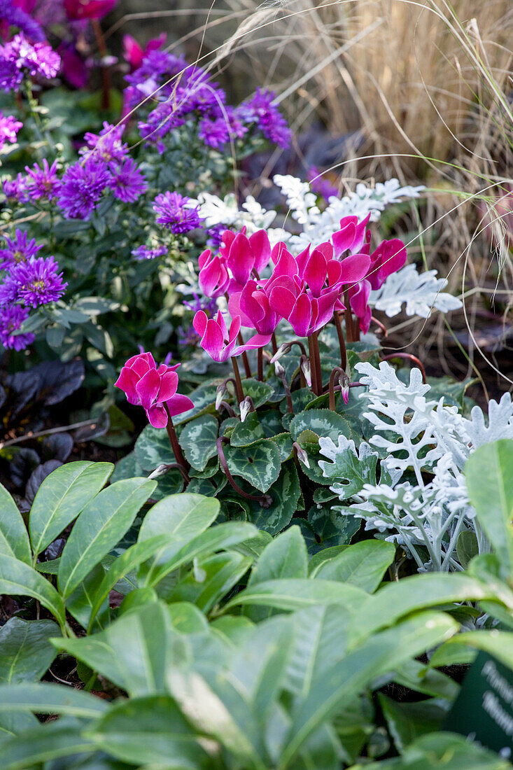 Cyclamen hederifolium