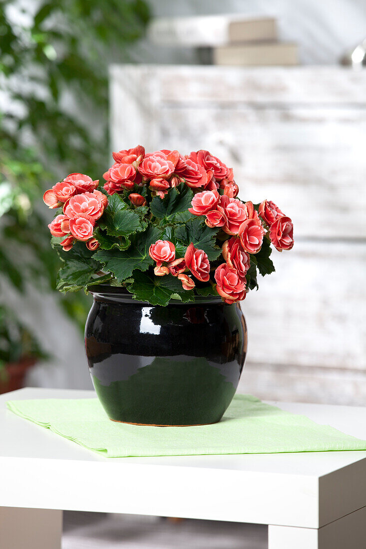 Begonia elatior, rot