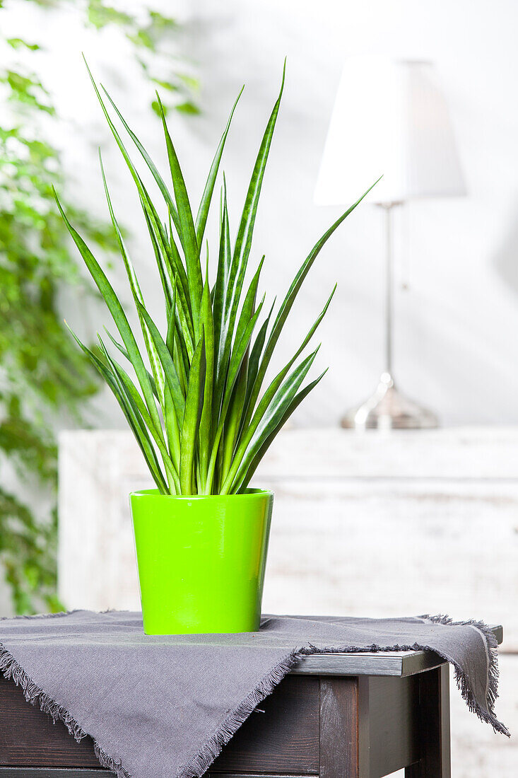 Sansevieria cylindrica