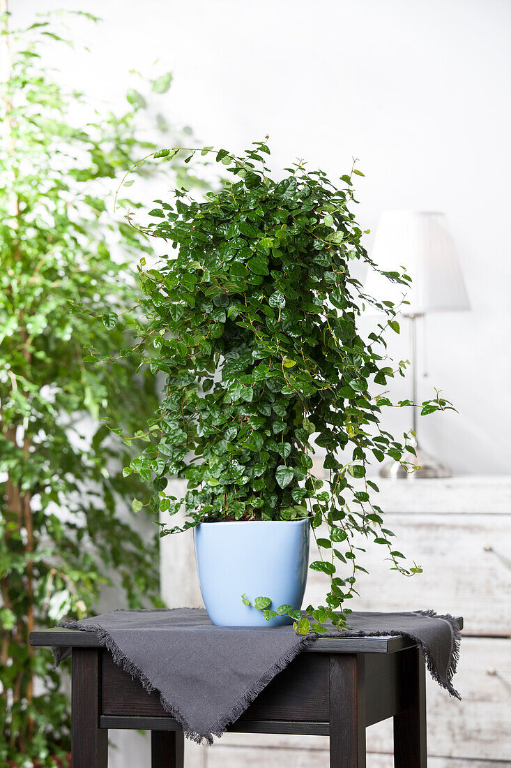 Ficus pumila