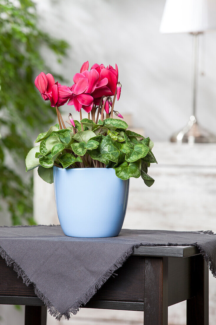 Cyclamen persicum, rosa