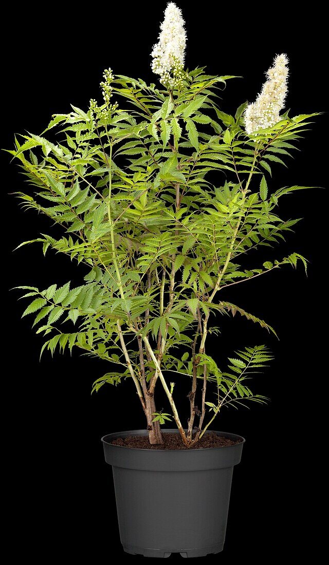 Sorbaria sorbifolia