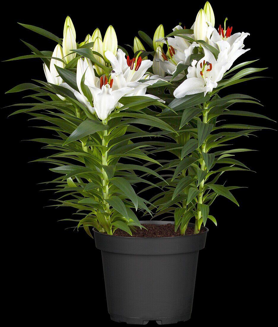 Lilium, white