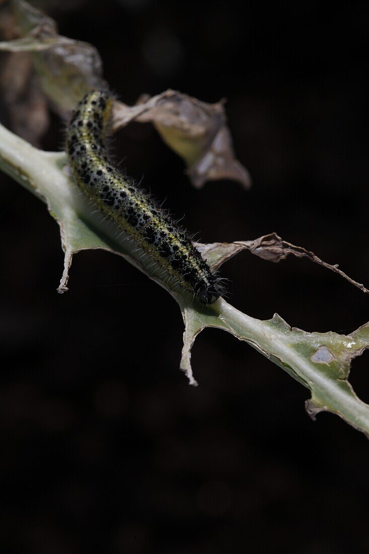 Pieris brassicae