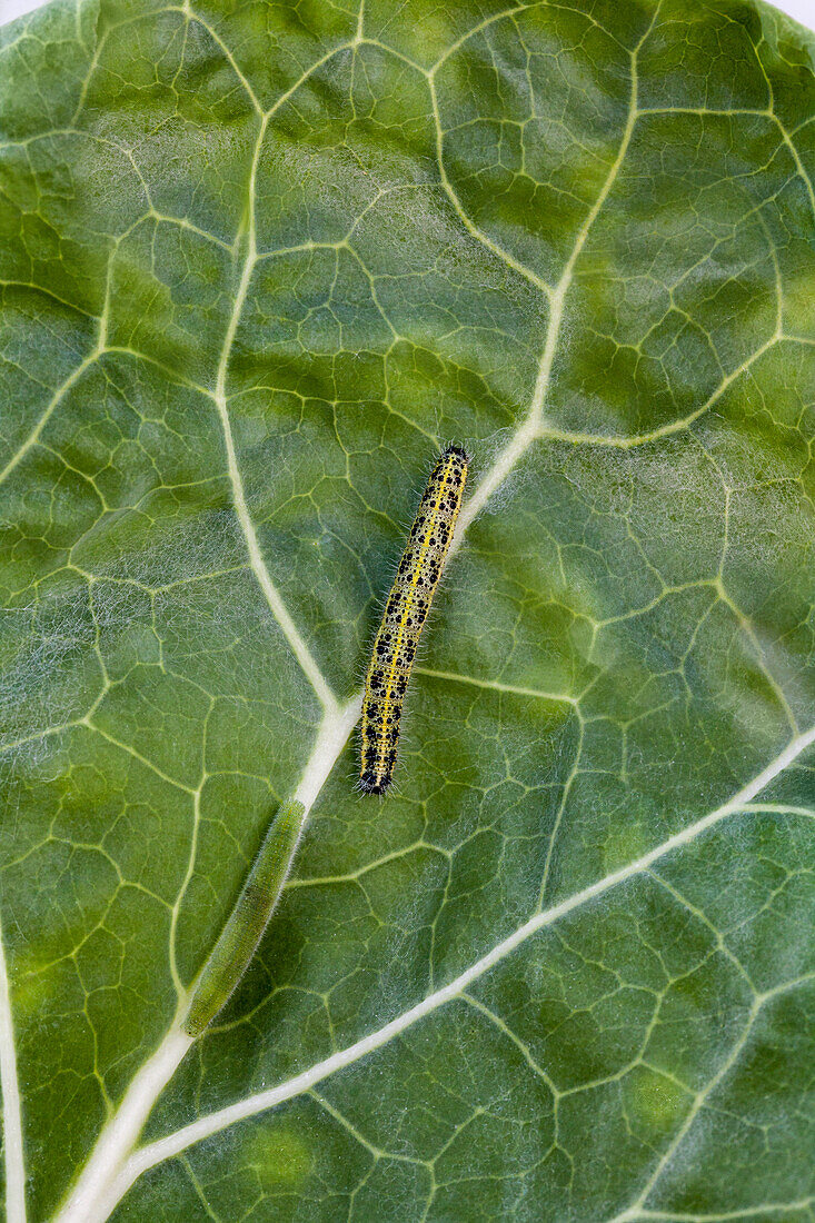 Pieris brassicae