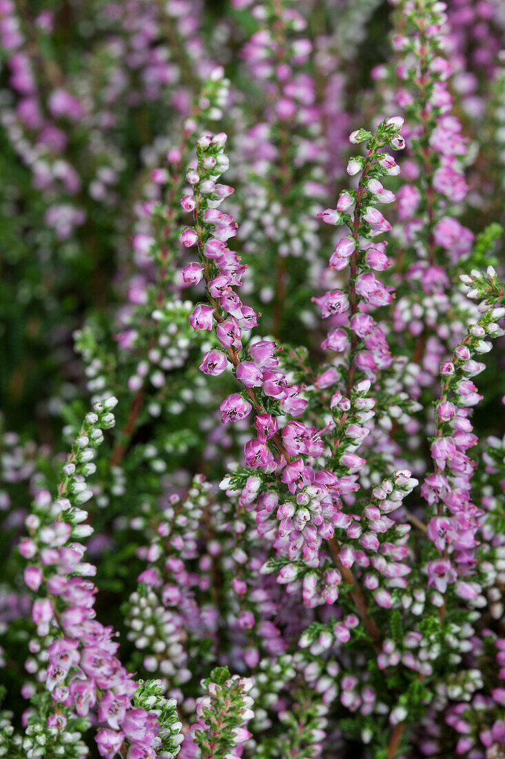 Calluna vulgaris 'Dart's Amethyst'