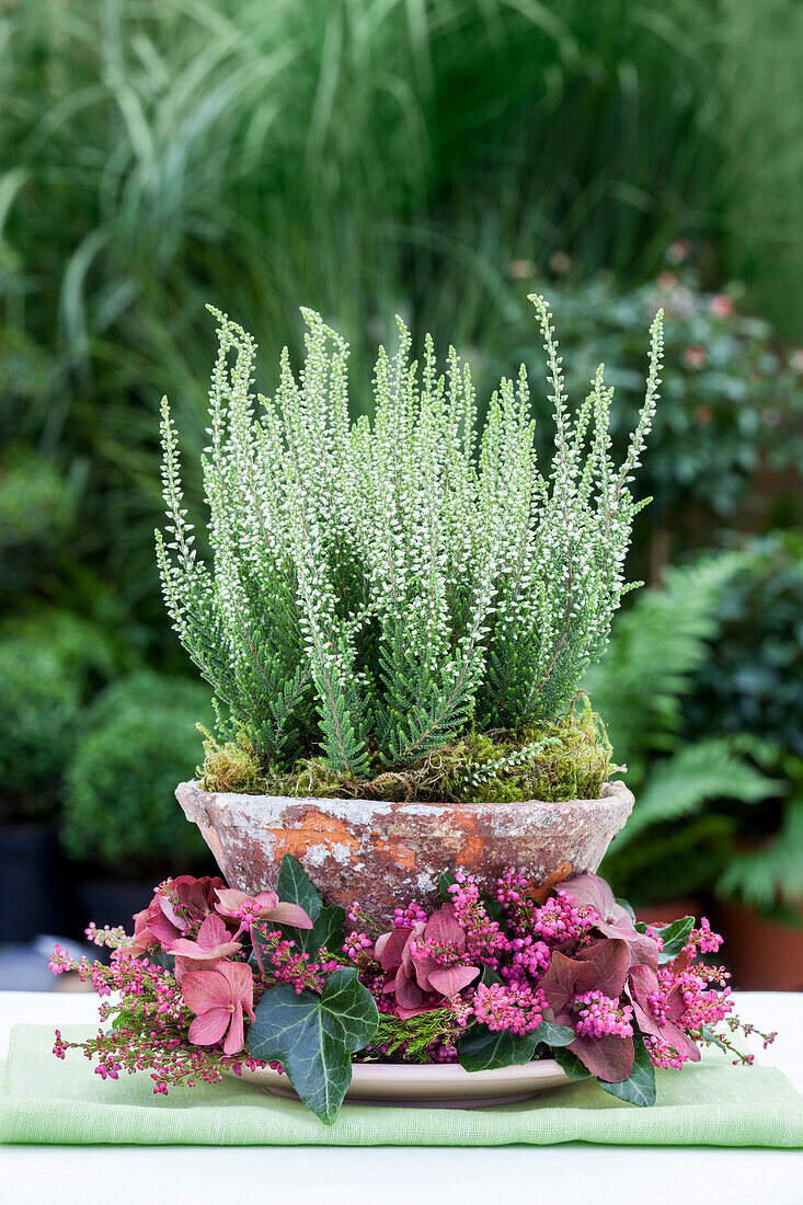 Calluna vulgaris