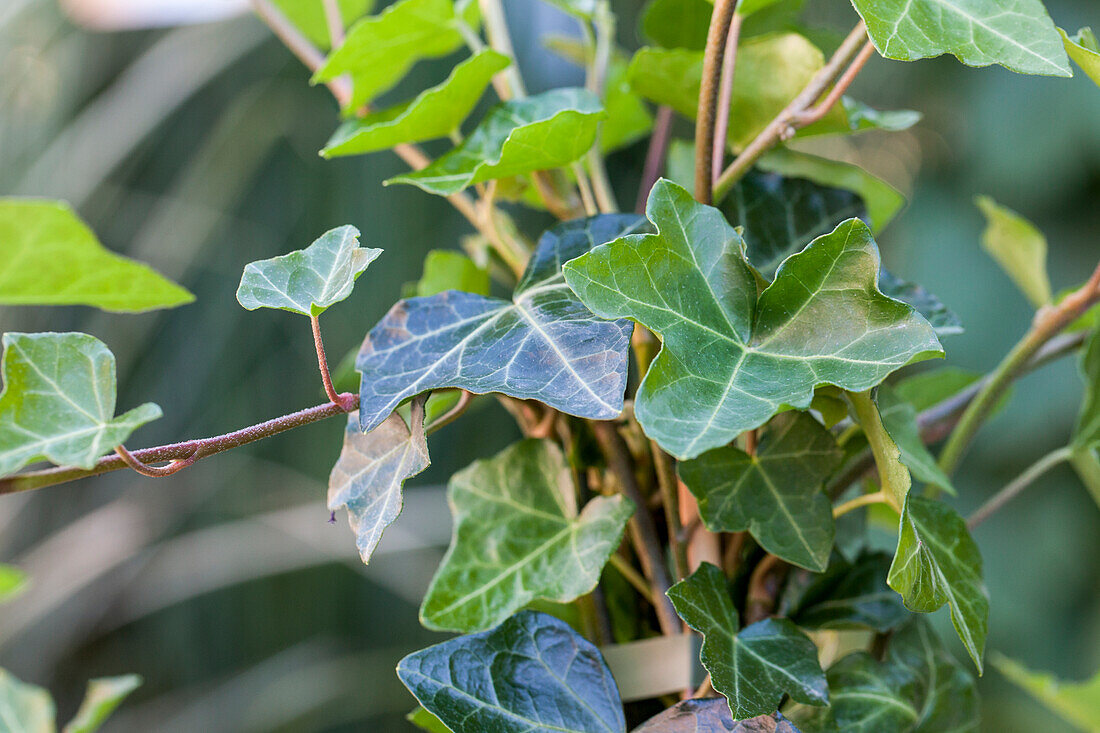 Hedera helix ssp. hibernica