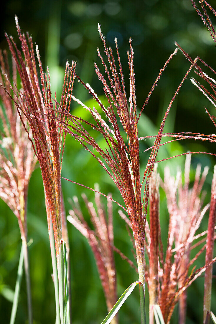 Miscanthus sinensis