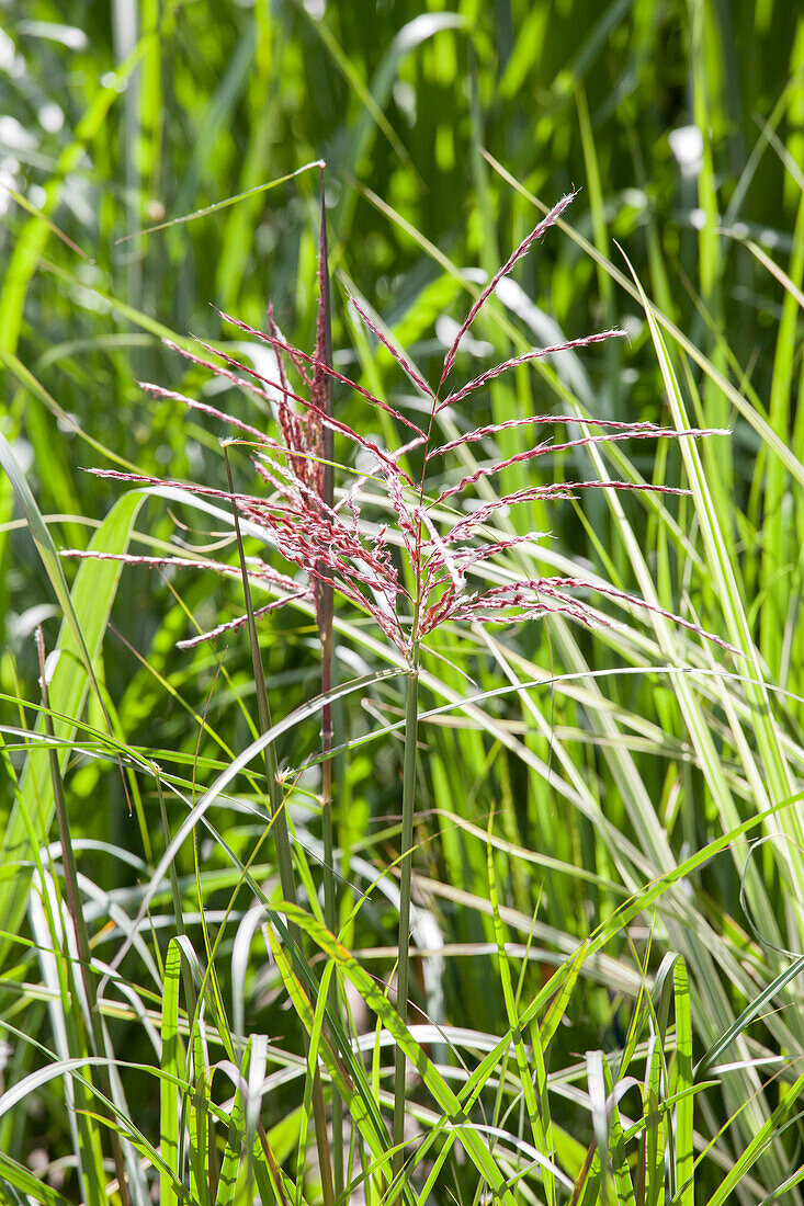 Miscanthus sinensis