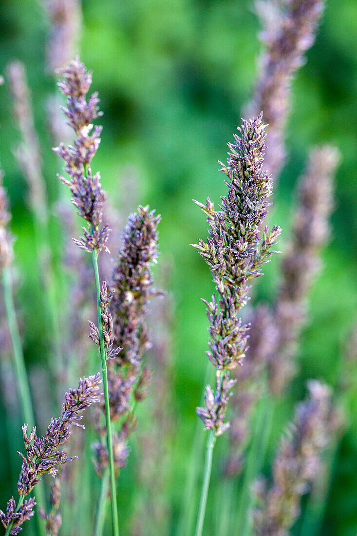 Molinia caerulea 'Moorhexe'