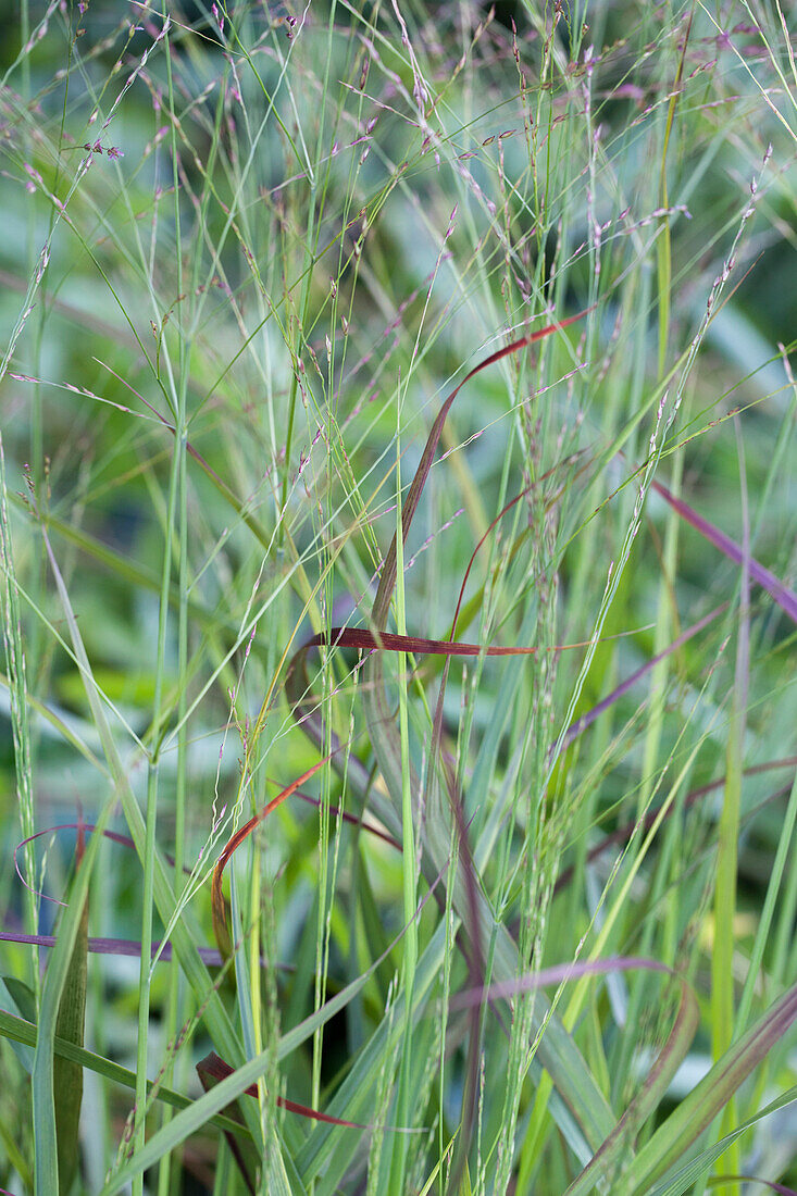 Panicum virgatum 'Roe-broun