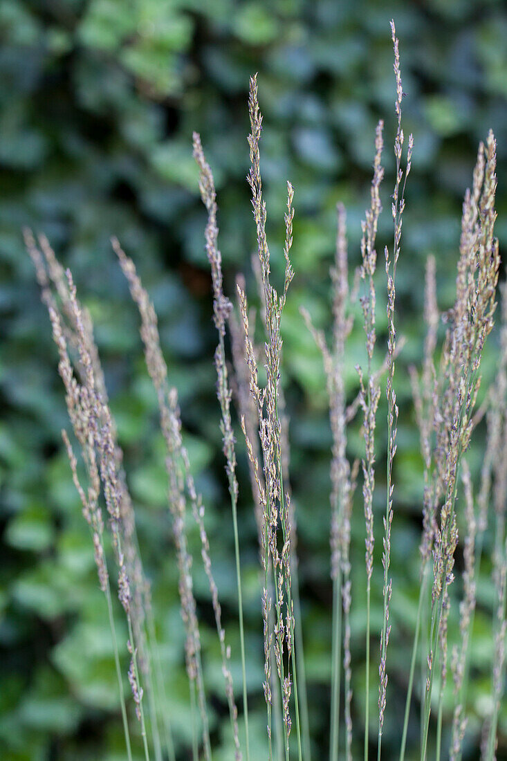 Molinia caerulea 'Heather' (Heath Bride)