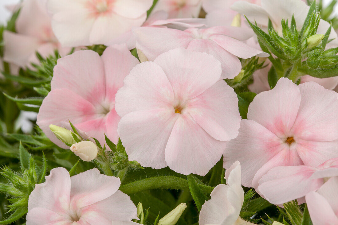 Phlox Intensia