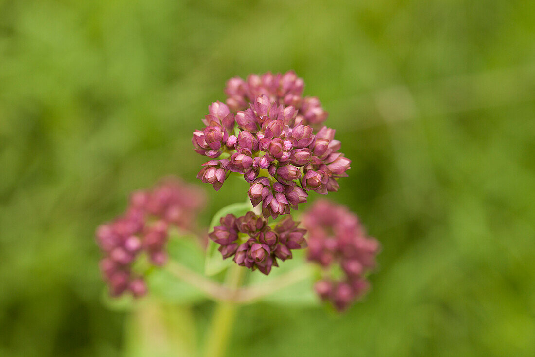 Origanum vulgare