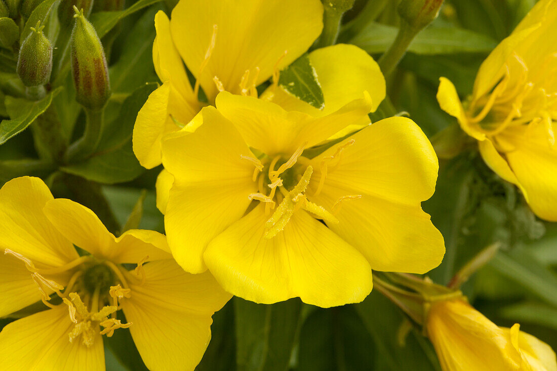 Oenothera biennis