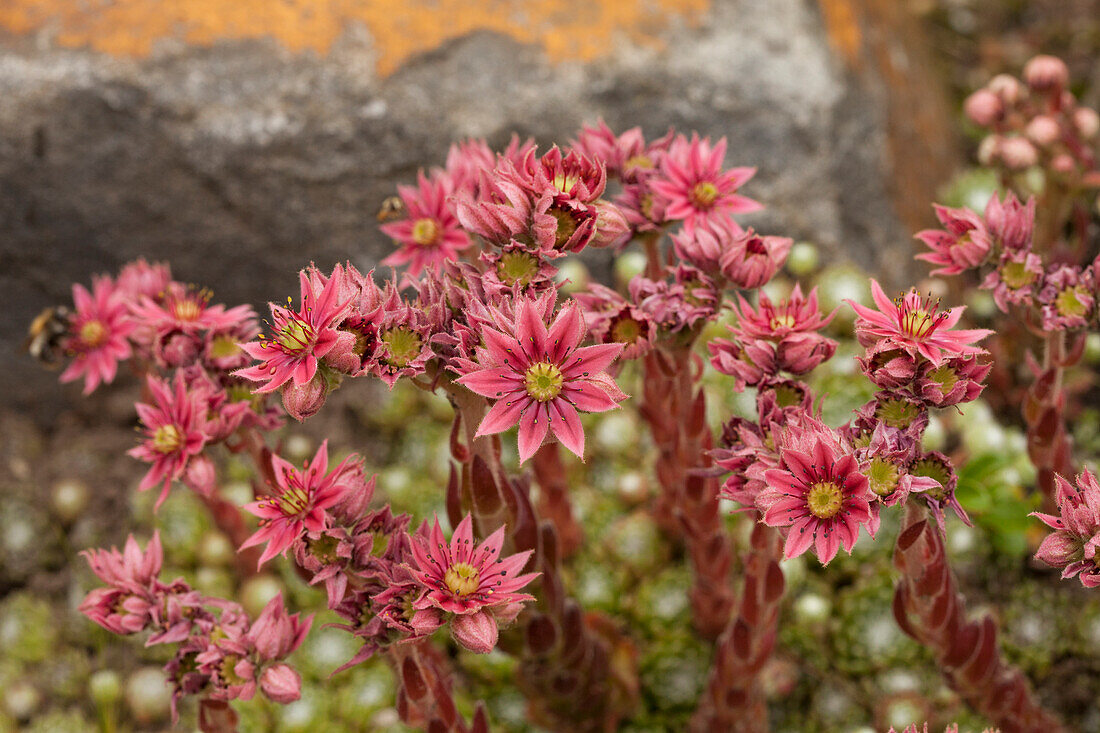 Sempervivum arachnoideum