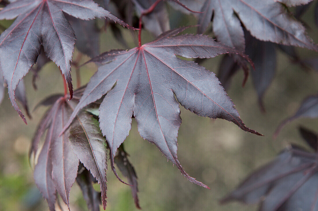 Acer palmatum Fireglow