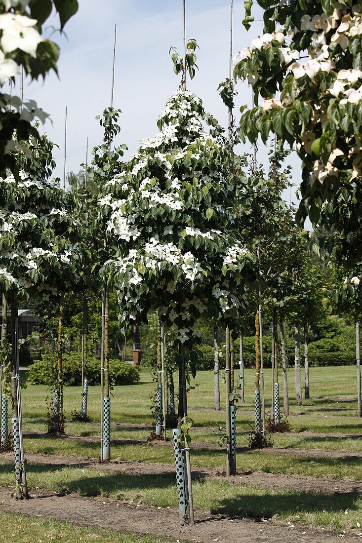 Cornus kousa chinensis