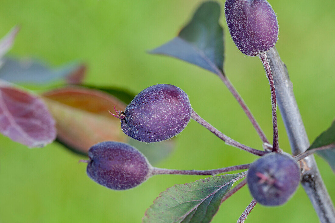 Malus 'Ola'